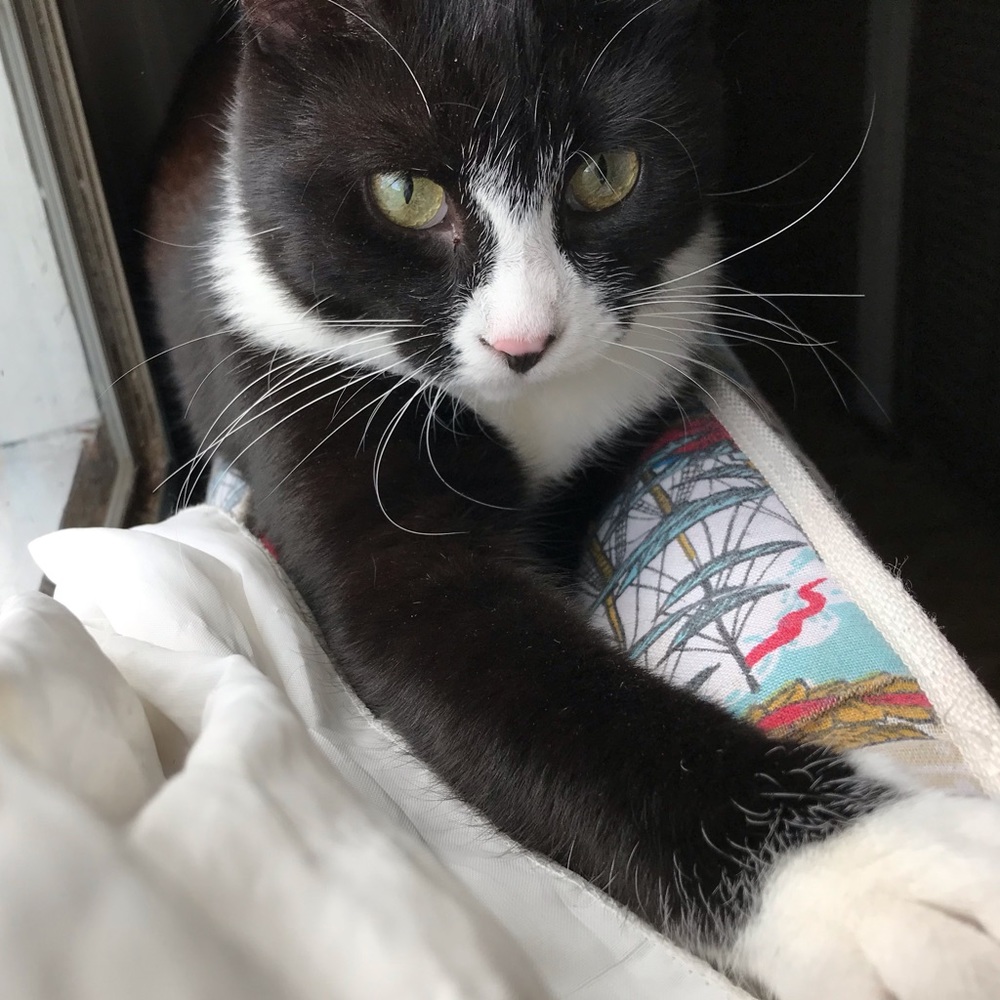 Meet your Posher, Anna